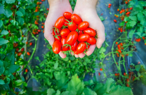 A Farm-to-Table Experience